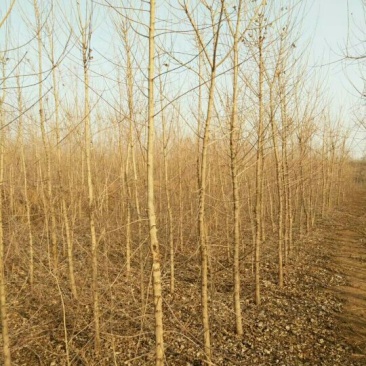 元宝枫261~300cm
