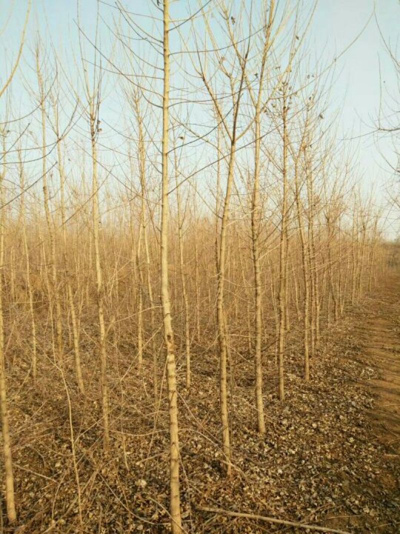 元宝枫261~300cm