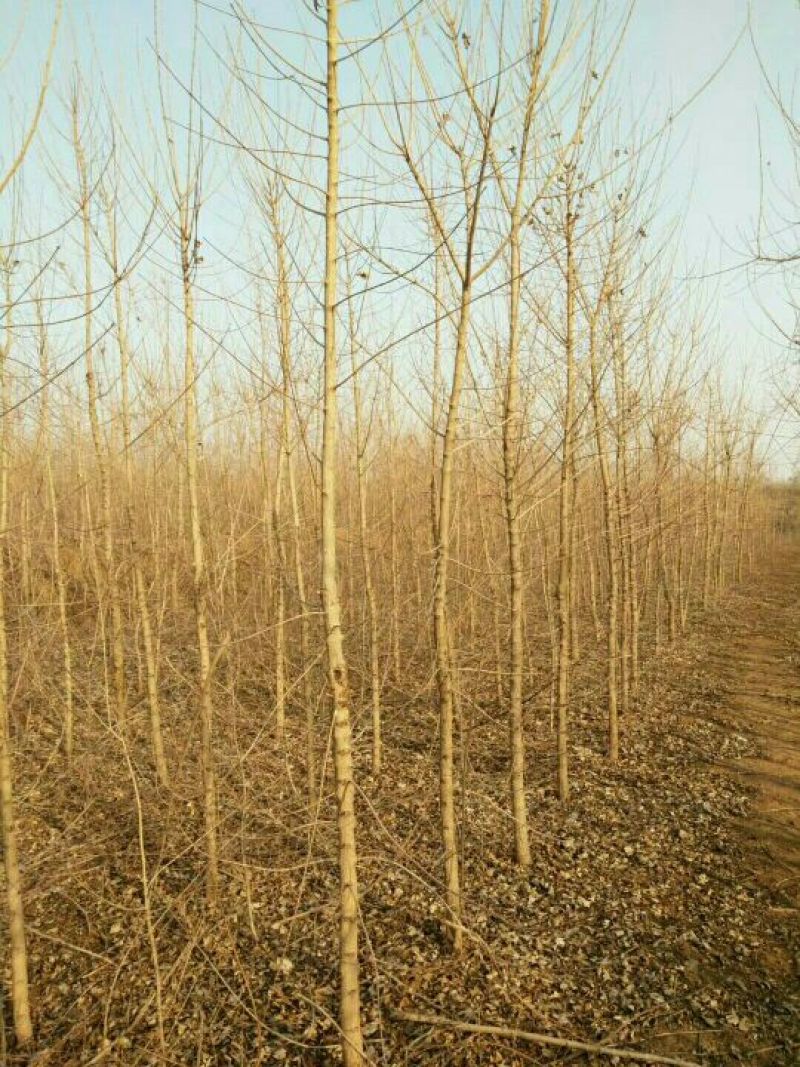 元宝枫261~300cm