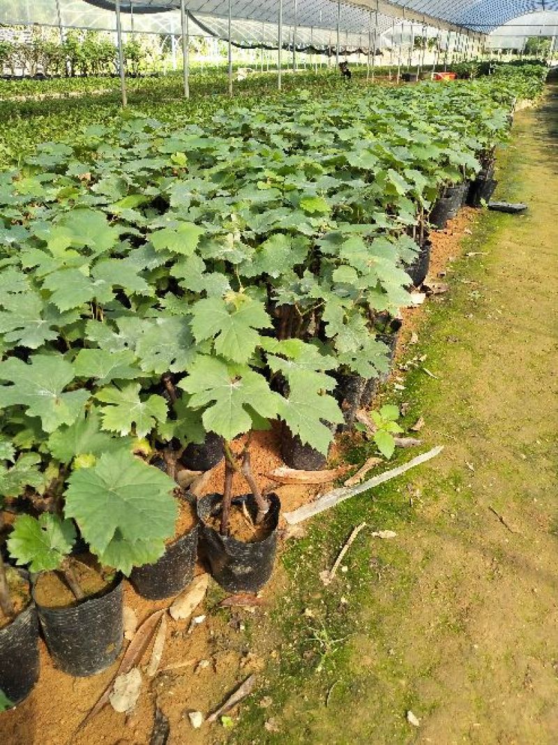 葡萄苗30cm以下0.5年