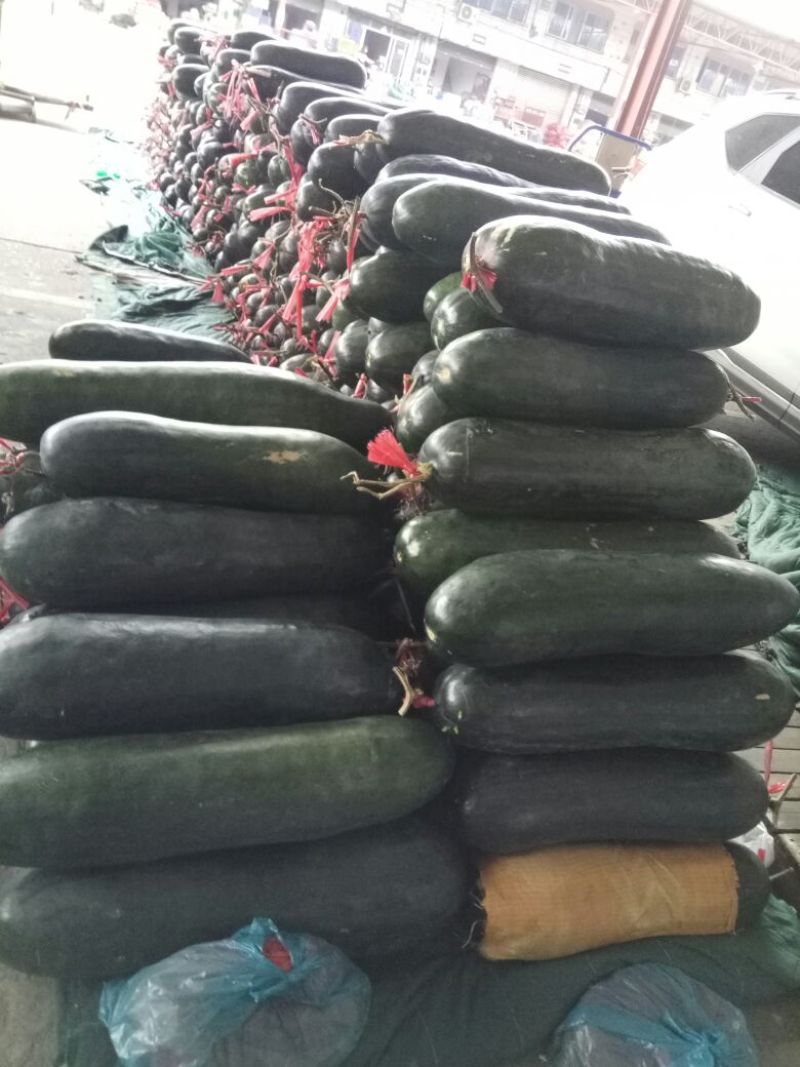 黑皮冬瓜20斤以上吊冬瓜