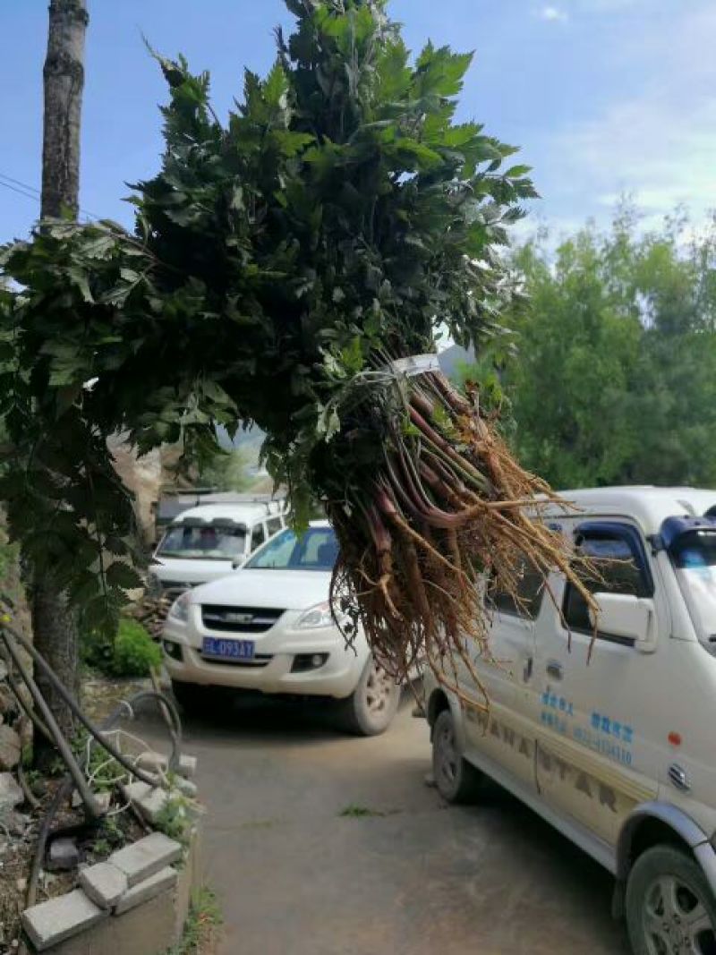 当归苗