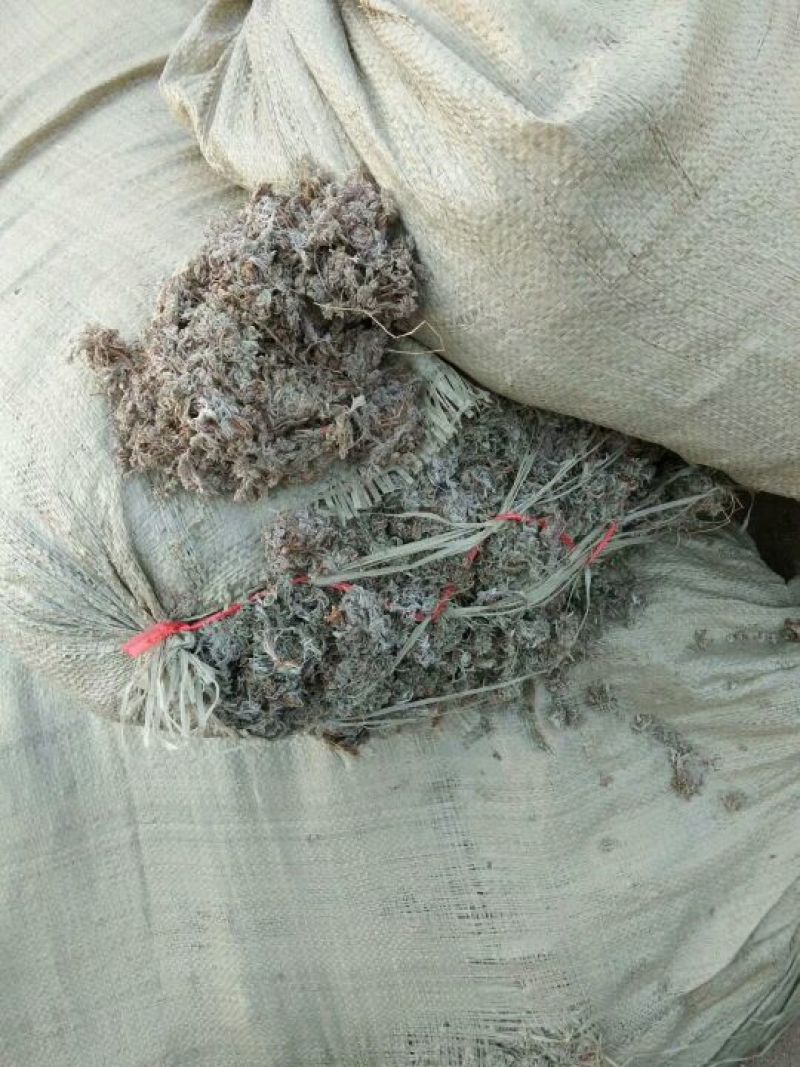 茵陈常年大量供应山东道地各种中药材