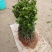 沃柑苗30~50cm