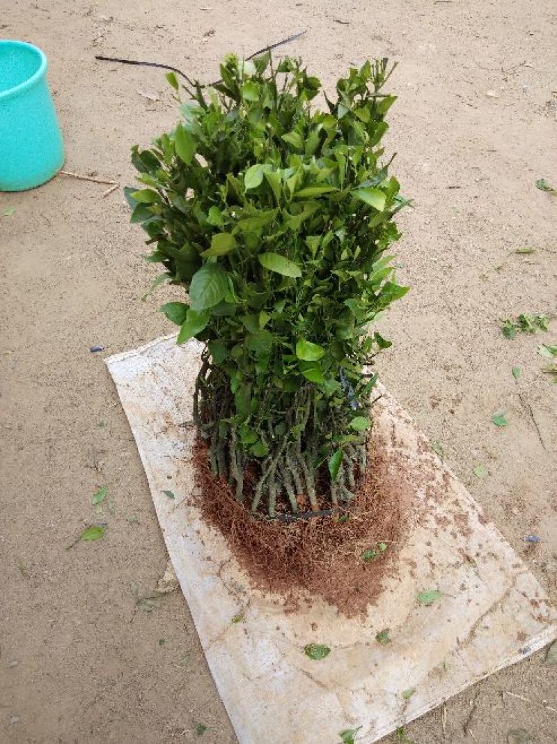 沃柑苗30~50cm