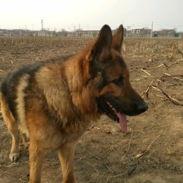 德国牧羊犬公幼年