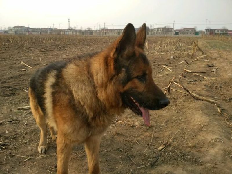 德国牧羊犬公幼年