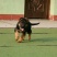 德国牧羊犬公幼年