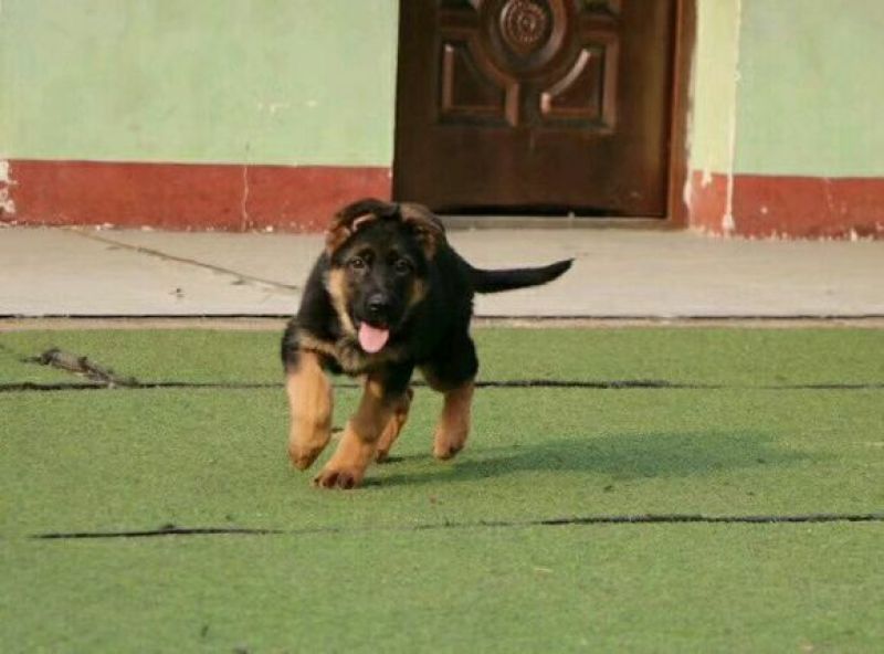 德国牧羊犬公幼年