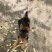 德国牧羊犬公幼年