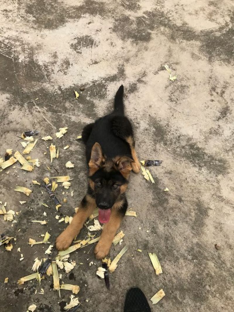 德国牧羊犬公幼年