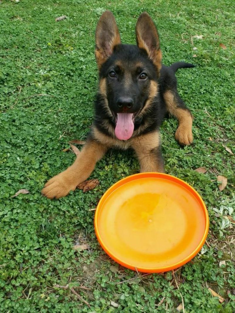 德国牧羊犬公幼年