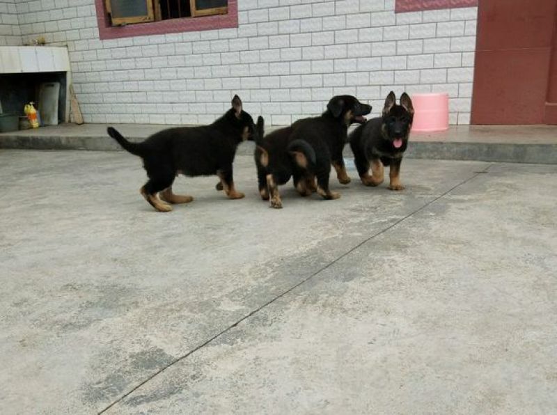 德国牧羊犬公幼年