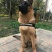 德国牧羊犬公幼年