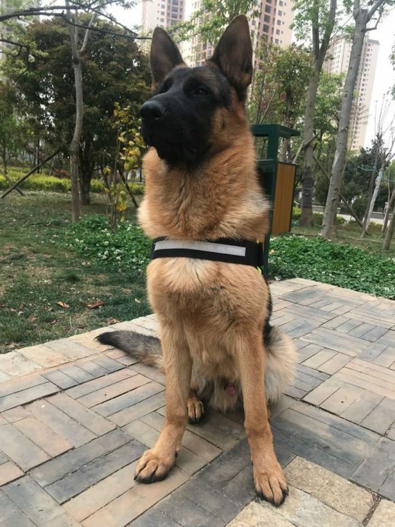德国牧羊犬公幼年