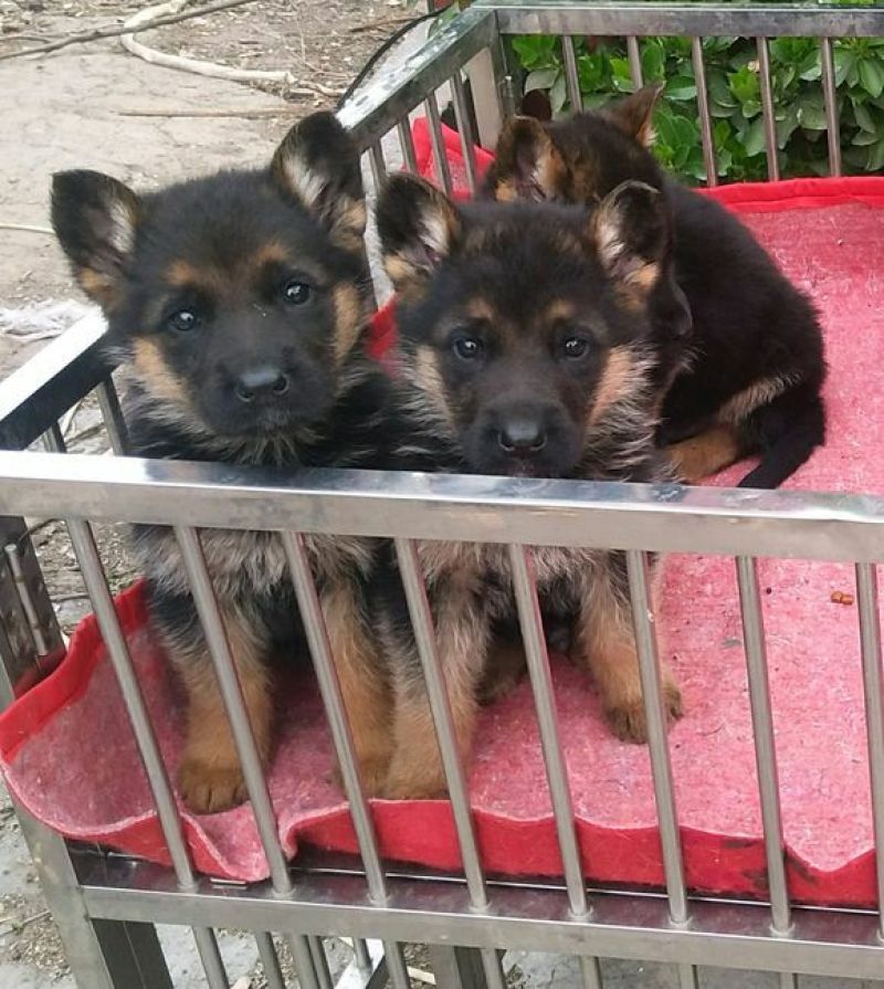 德国牧羊犬公幼年