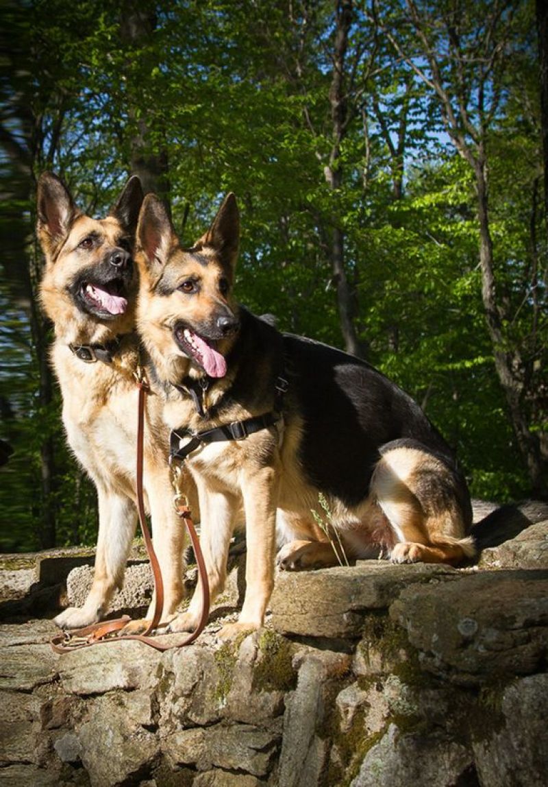 德国牧羊犬公幼年