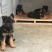 德国牧羊犬公幼年