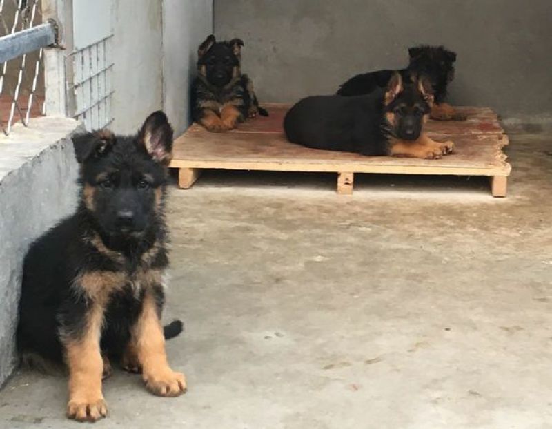 德国牧羊犬公幼年