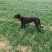 格力犬母