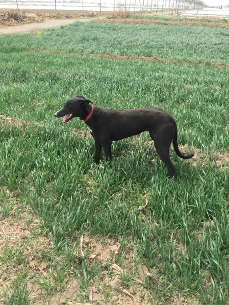格力犬母