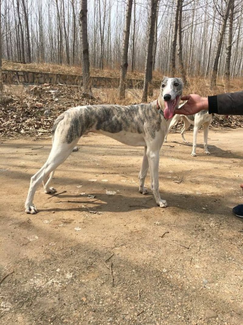 格力犬母