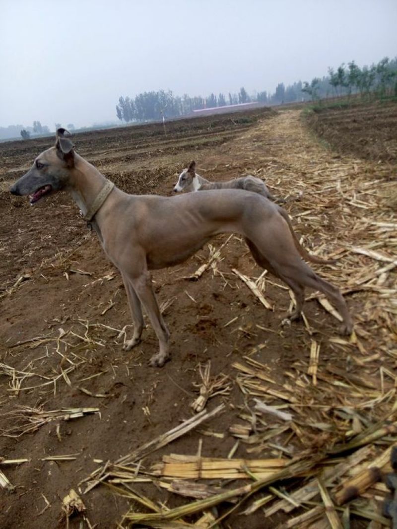 格力犬母