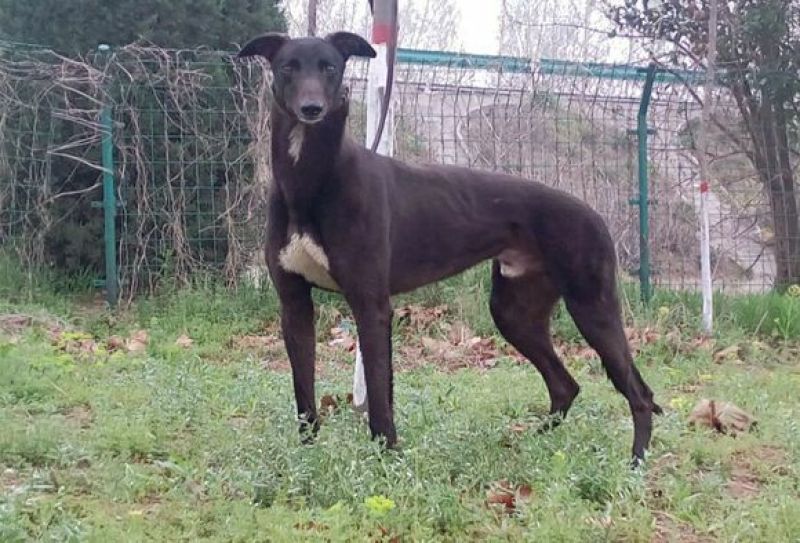 格力犬母