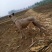 格力犬母