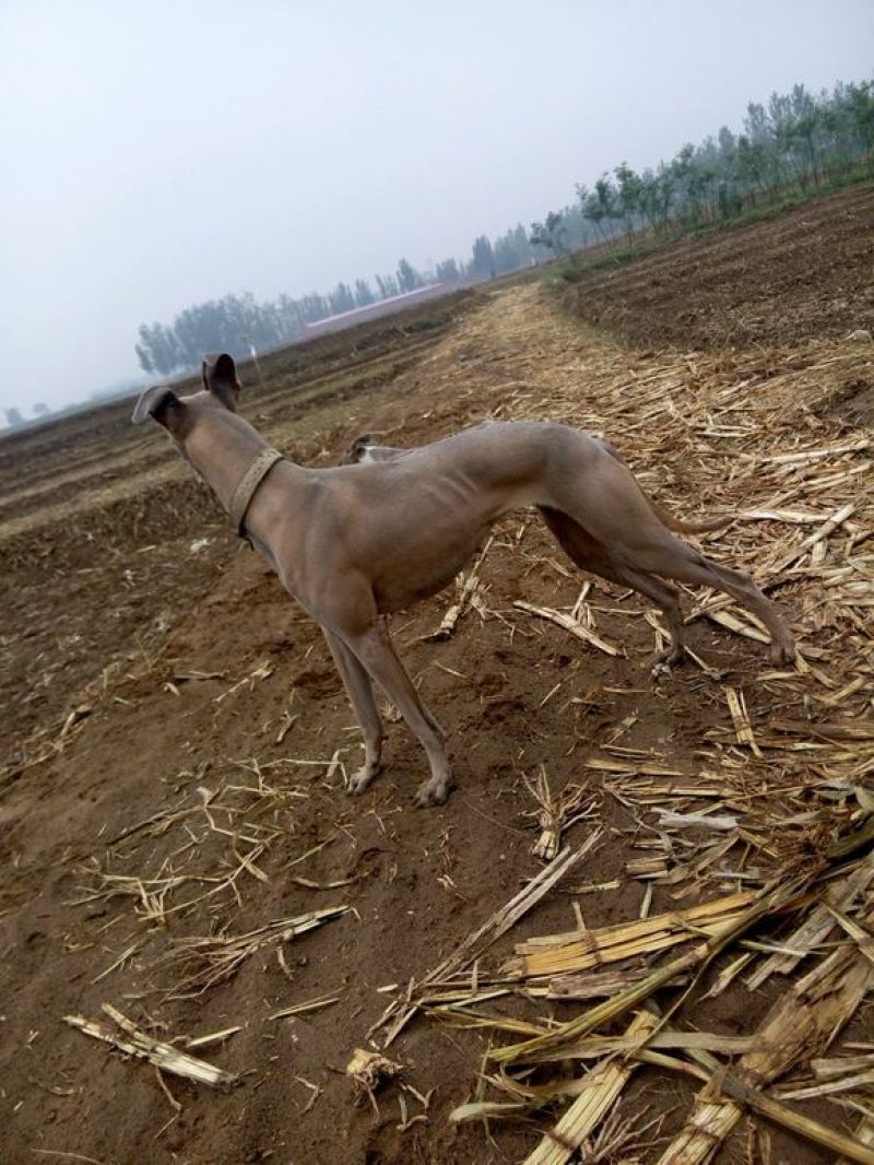 格力犬母