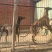 格力犬母