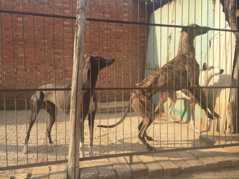 格力犬母