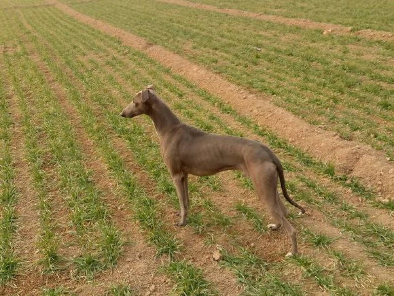 格力犬母