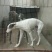 格力犬母