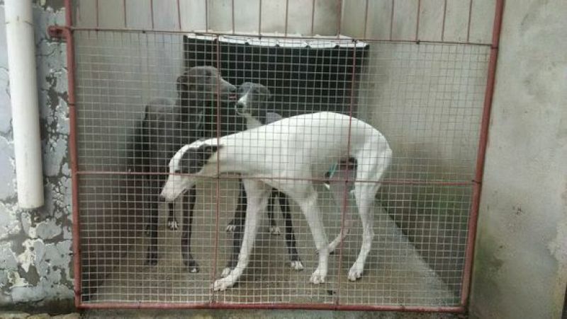 格力犬母