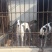格力犬母
