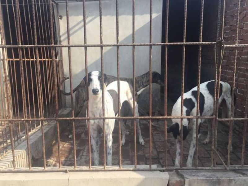 格力犬母