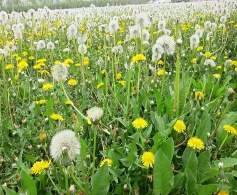 蒲公英籽纯新