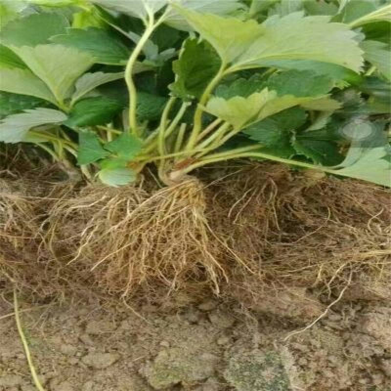 草莓苗品种齐全，高产果，易成活，均以脱毒，提供技术支持