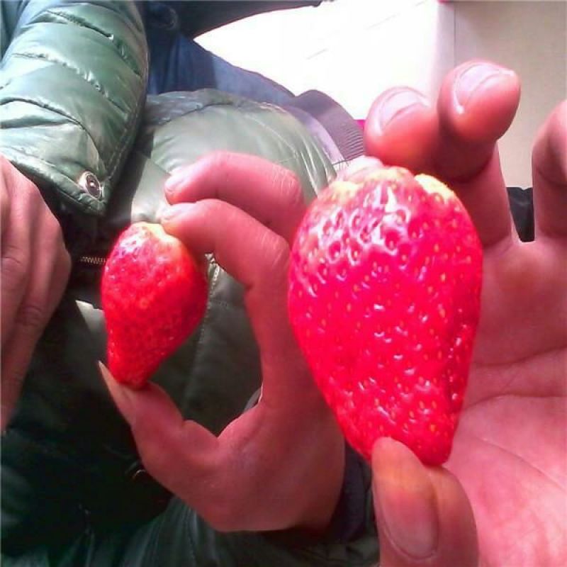 草莓苗品种齐全，高产果，易成活，均以脱毒，提供技术支持