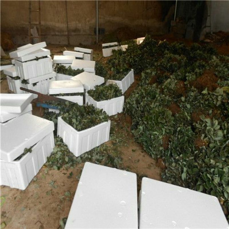 草莓苗品种齐全，高产果，易成活，均以脱毒，提供技术支持