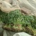 香菜20~30厘米