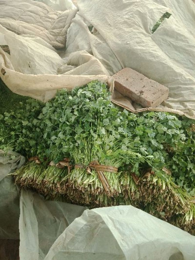 香菜20~30厘米