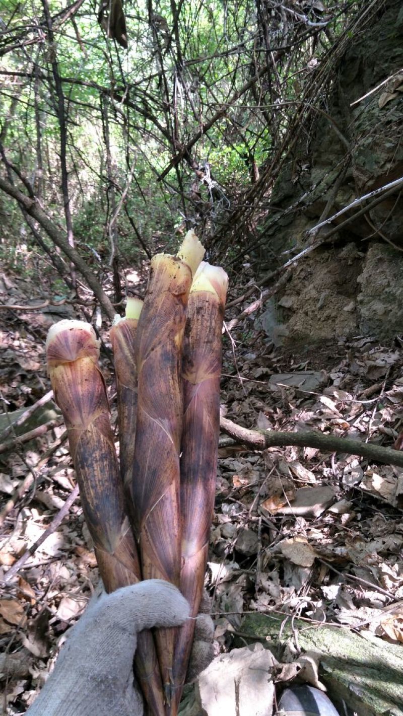 干笋