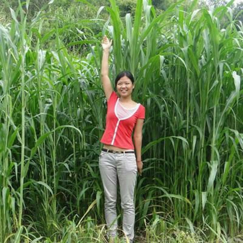 高丹草种子养鱼牧草种子养牛草种子养羊草种子养鹅草种子