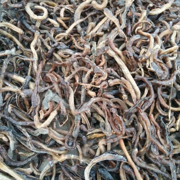 地龙地龙原条