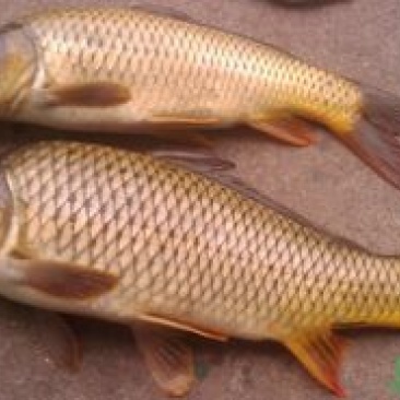 池鲤鱼食用1~2公斤