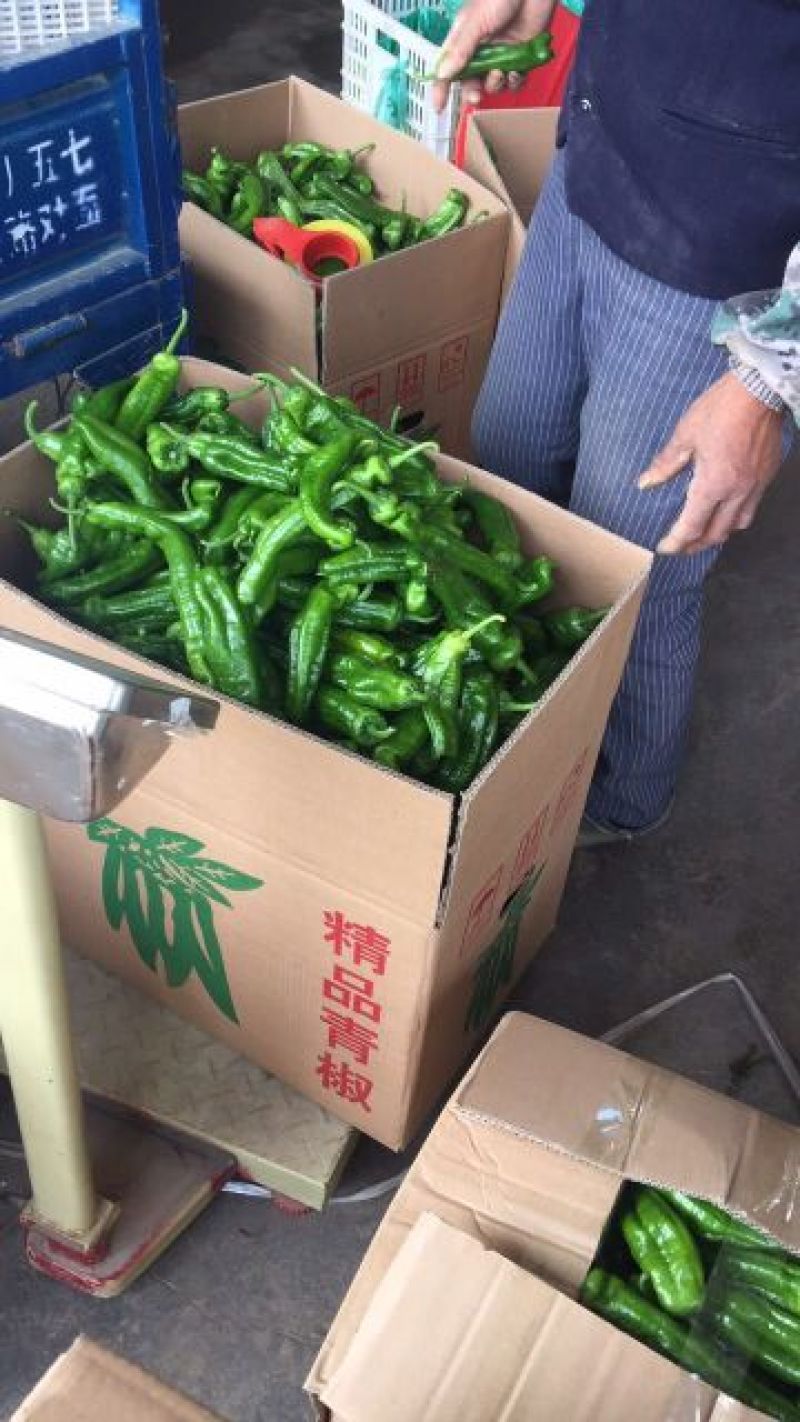 薄皮椒15~20厘米微辣青