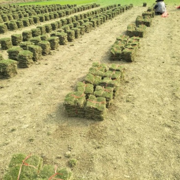 马尼拉草坪