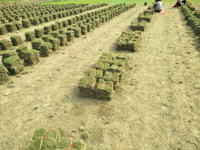 马尼拉草坪